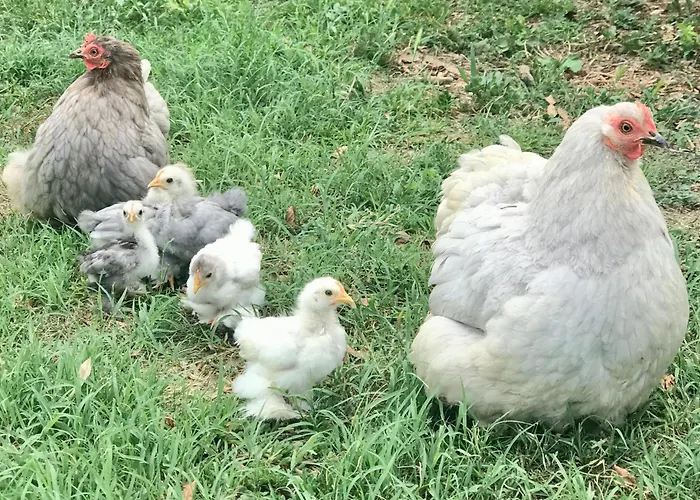 شقة In Cascina -la Cascinetta Di Ali-